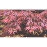 Acer P. Burgundy Lace