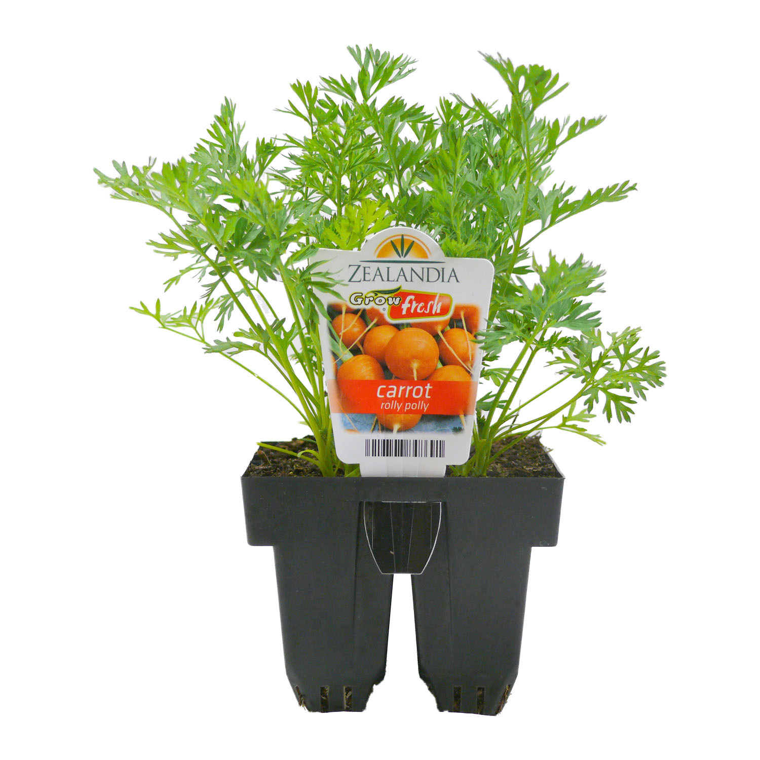 Carrot Rolly Polly