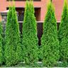 Thuja Smaragd