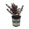 Coprosma Sunrise