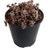Sedum Rainbow Blob