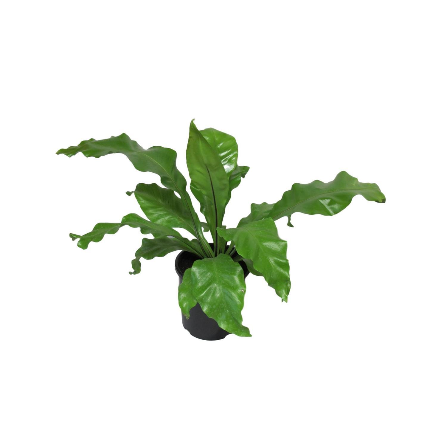 Asplenium Antiquum