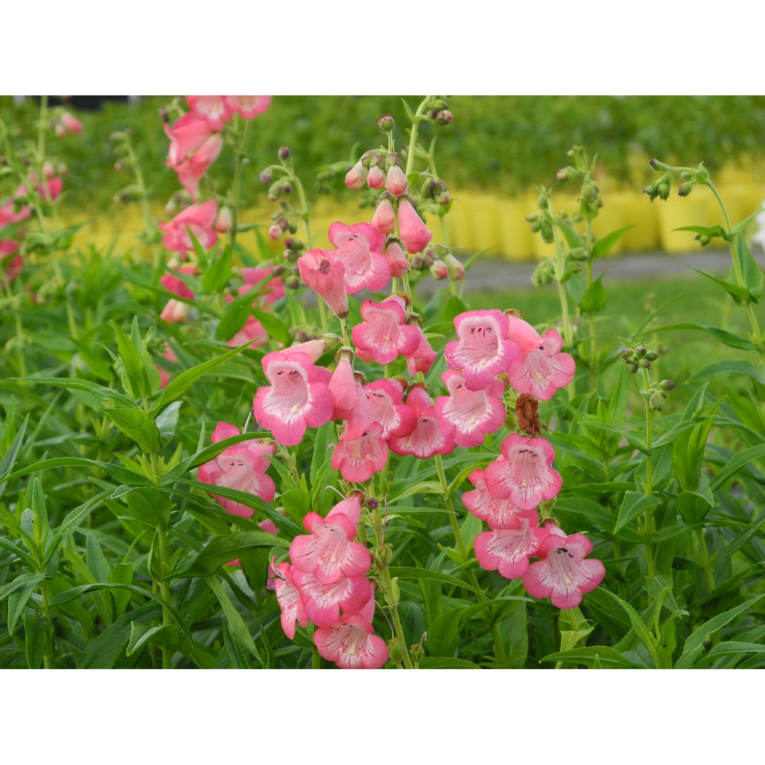 Penstemon Flamingo