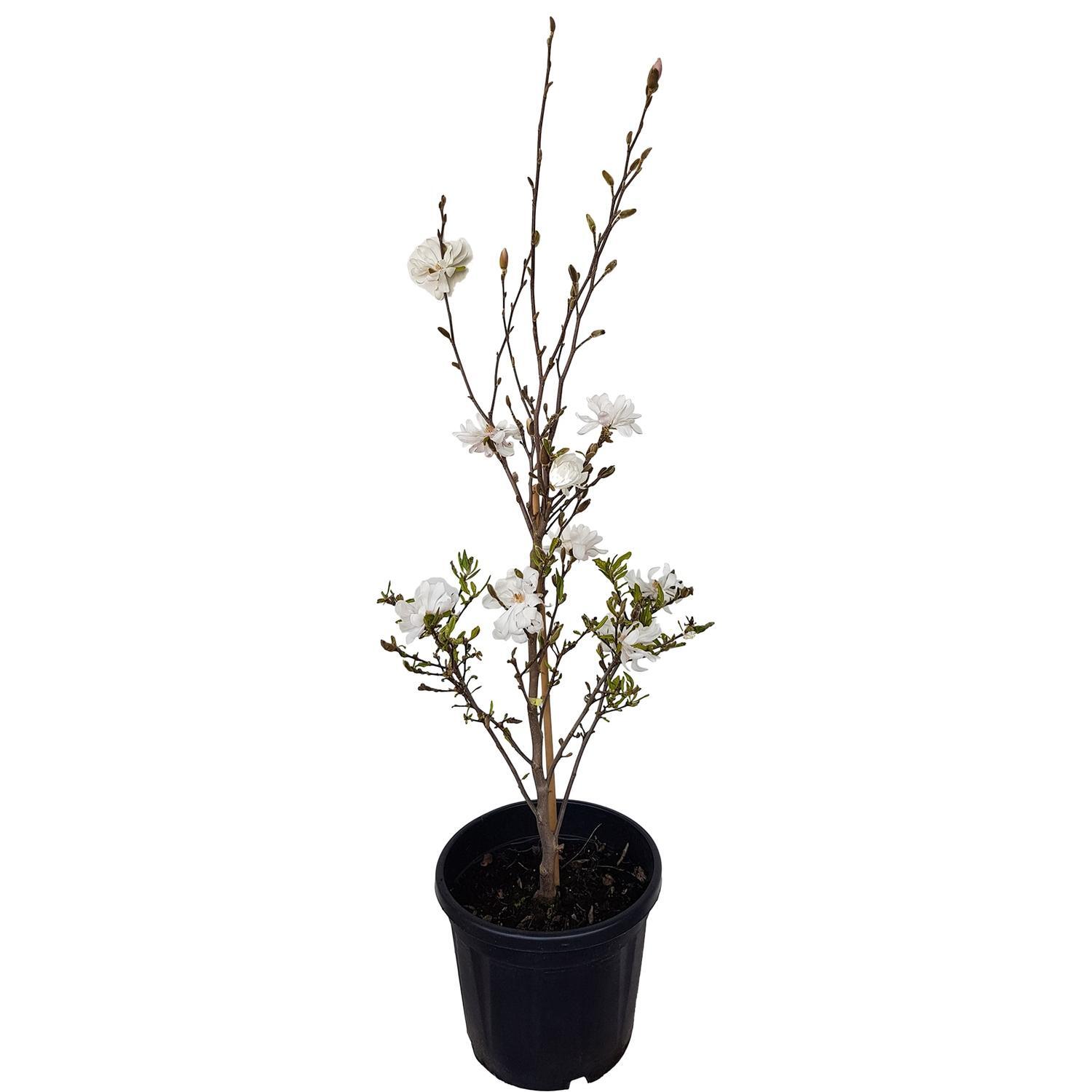 Magnolia Royal Star