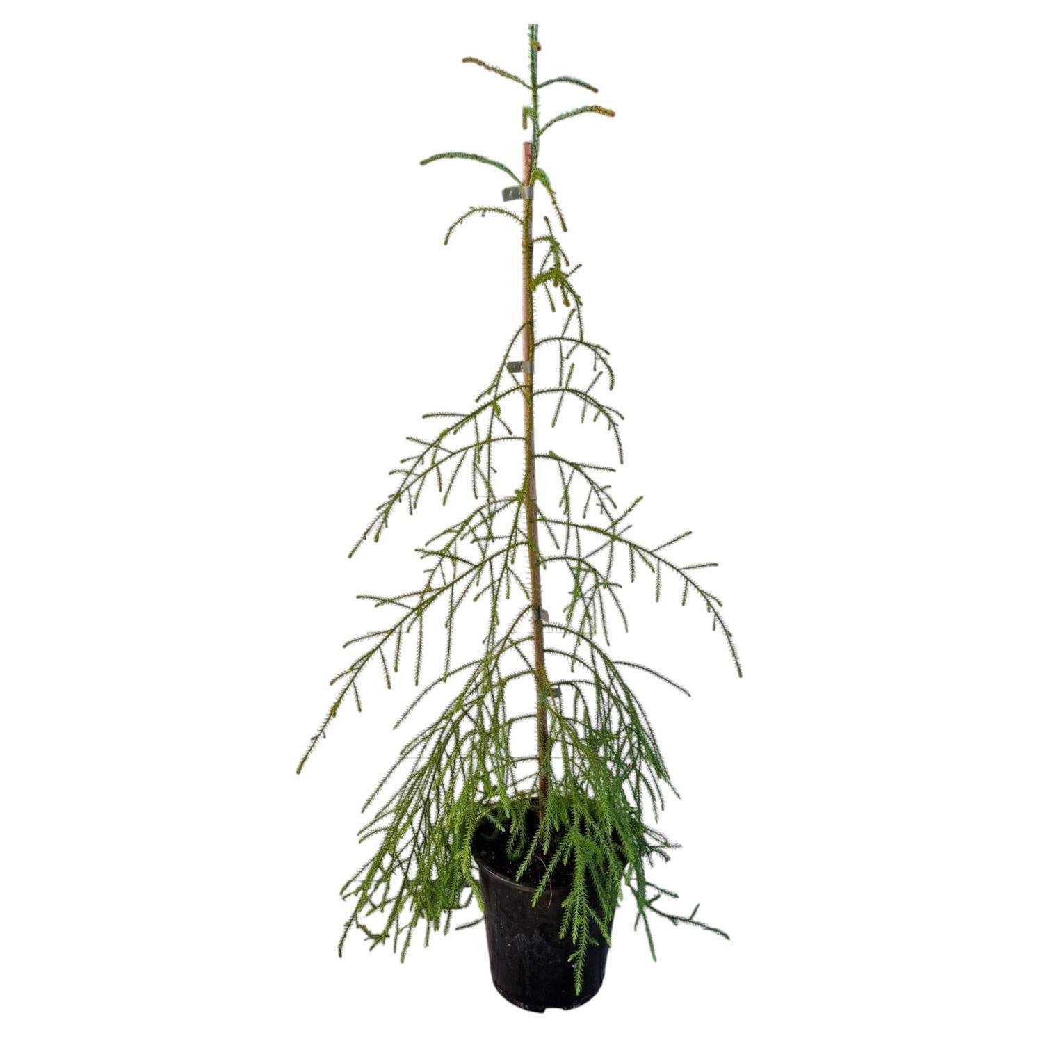 Dacrydium Cupressinium 'Rimu'  3.3L