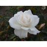 Rose Iceberg 4.7L