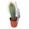 Assorted Cacti Varities