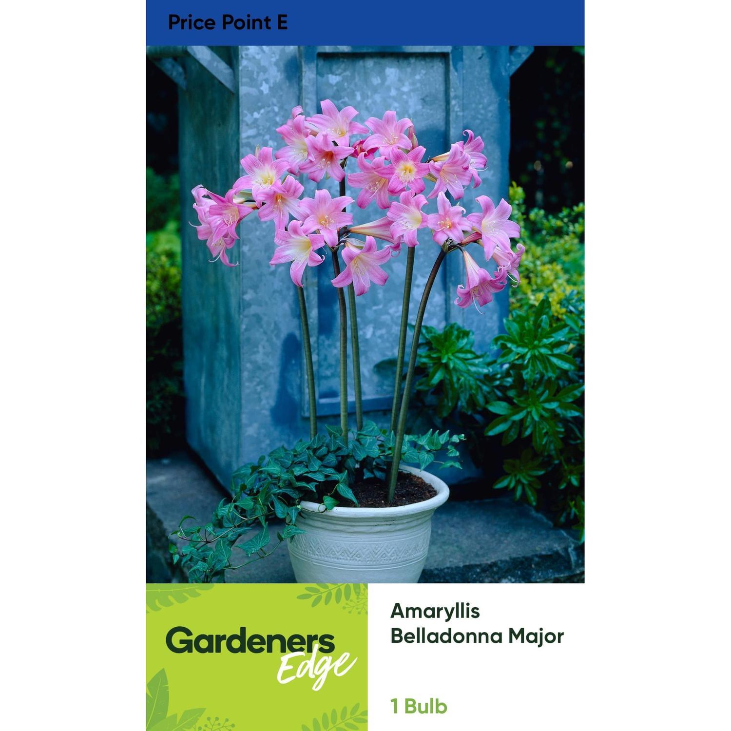 Amaryllis Belladonna Major 1 Pack