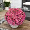 Calibrochoa Tik Toks 13cm