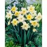 Daffodil Corona Changing Colours 5 Pack