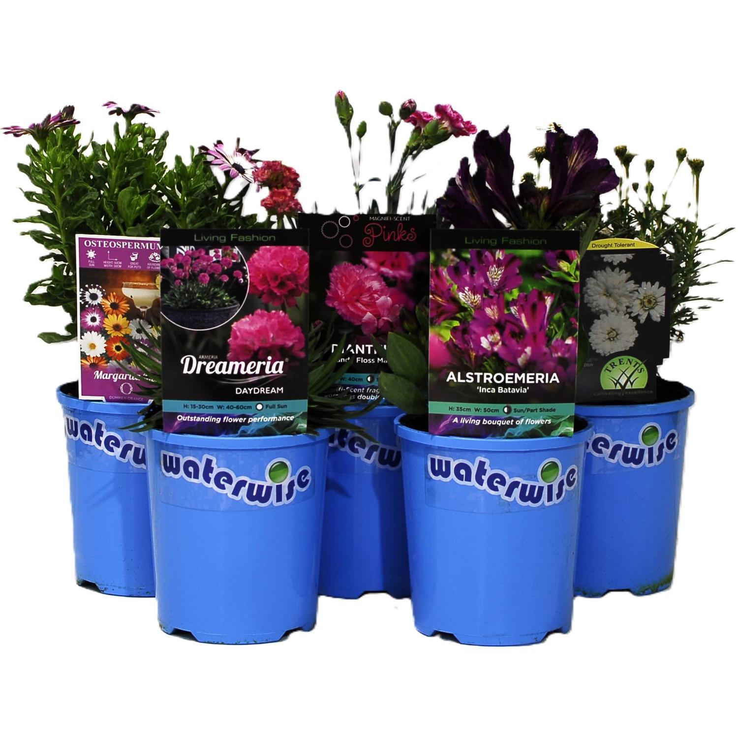 Premium Waterwise 12cm Assorted