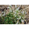 Parahebe Snow Cap