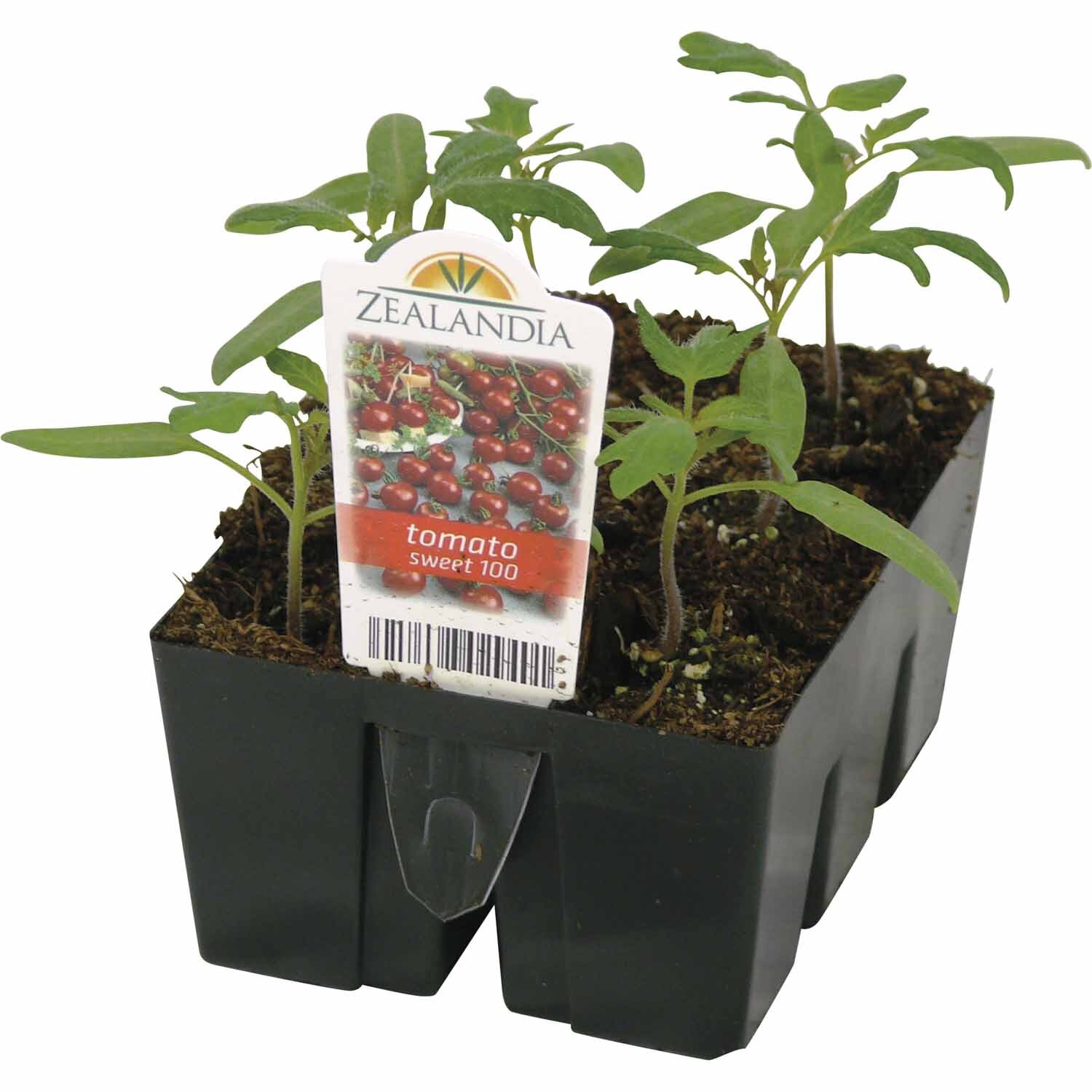 Tomato Sweet 100