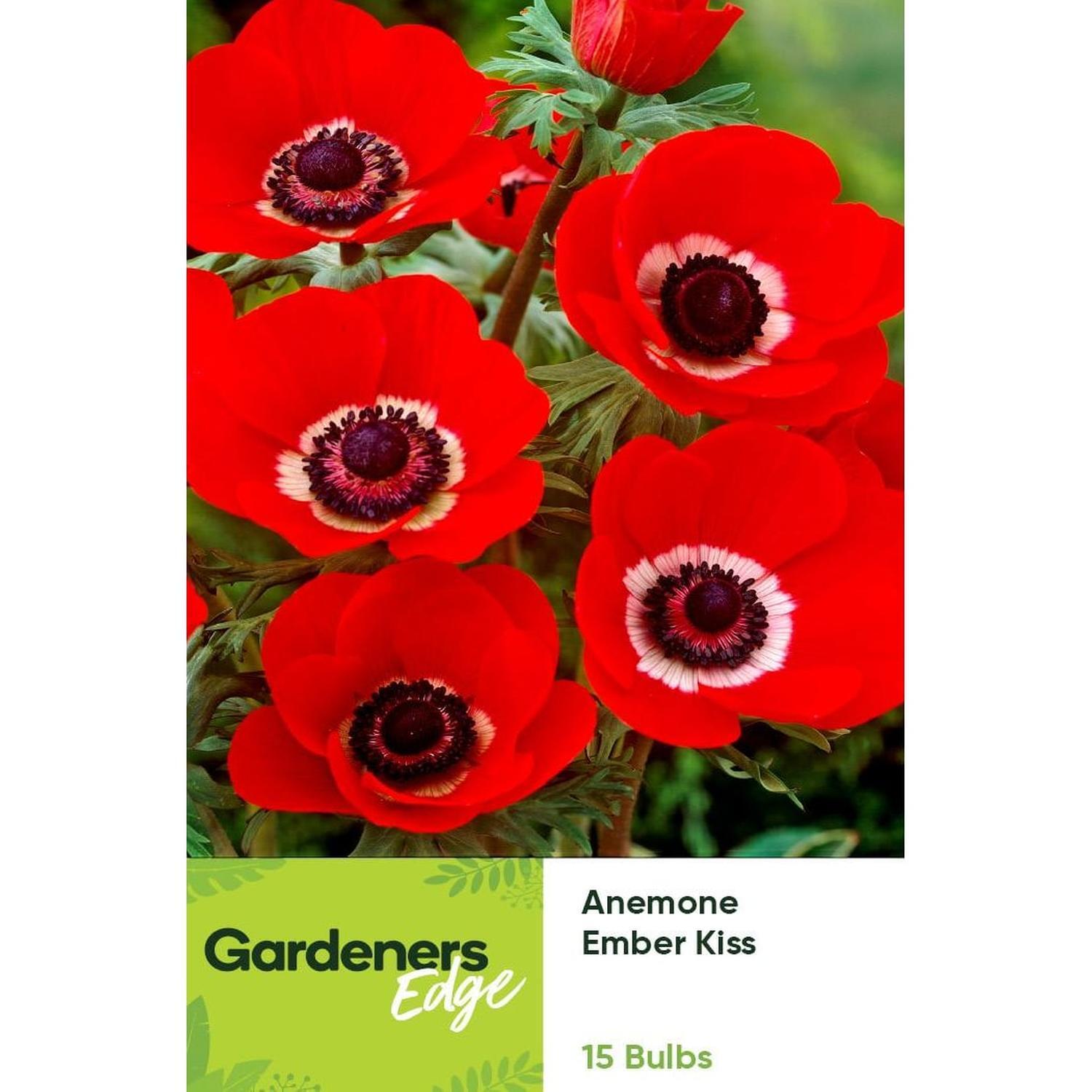 Anemone Single Red Ember Kiss 15 pack
