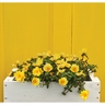 Portulaca ColourBlast Lemon Twist