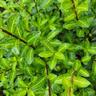 Pittosporum Limelight 4L
