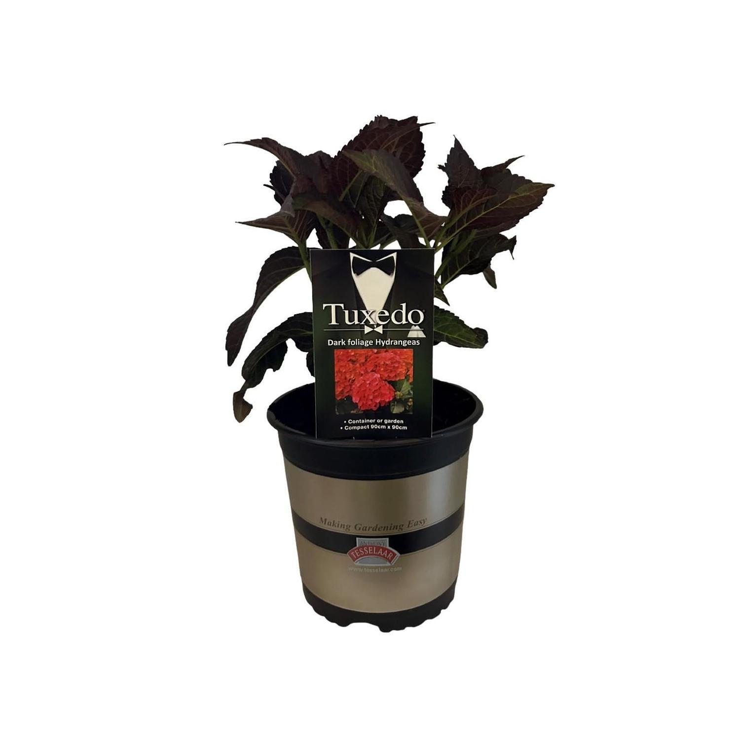 Hydrangea Tuxedo Red