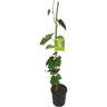 Grape Niagara 3 litre