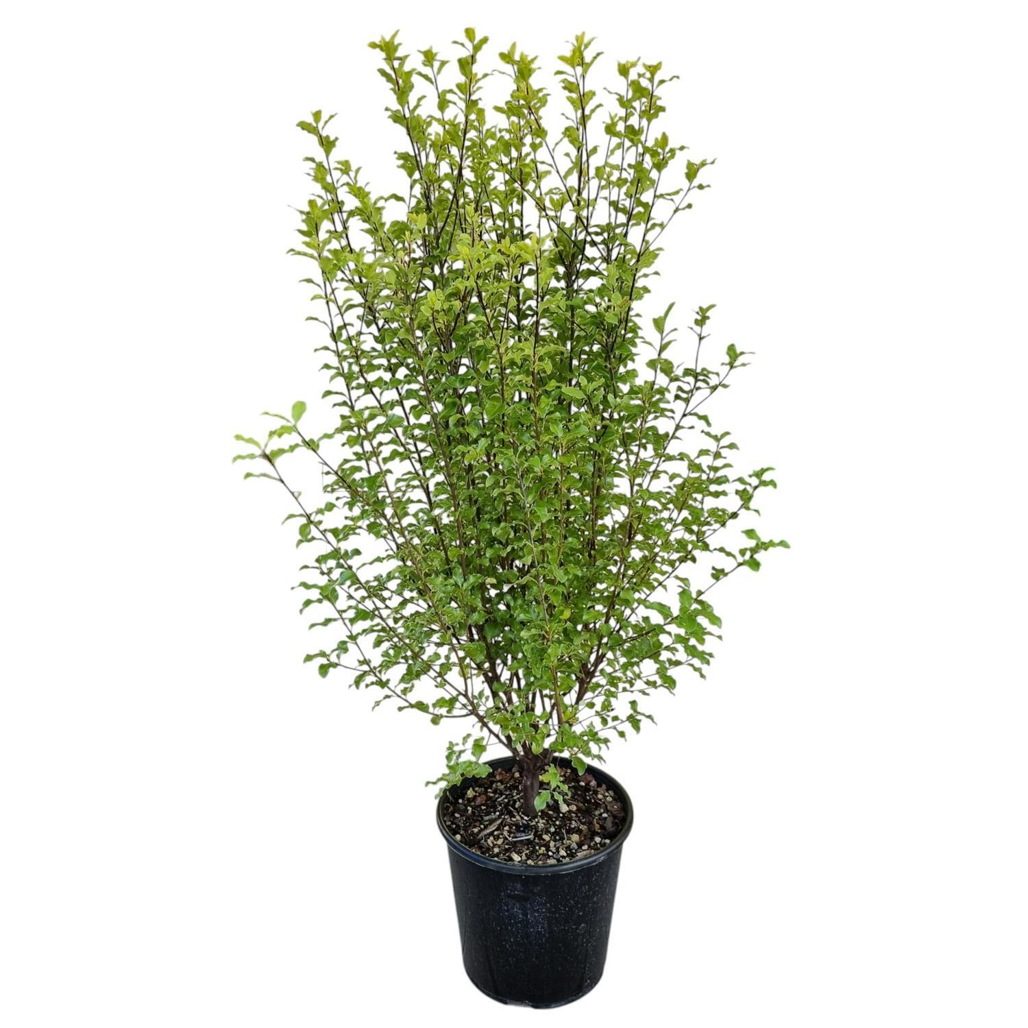 Pittosporum Silver Sheen 6L