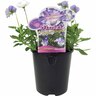 Viola Magnifi Scent Blue Sails