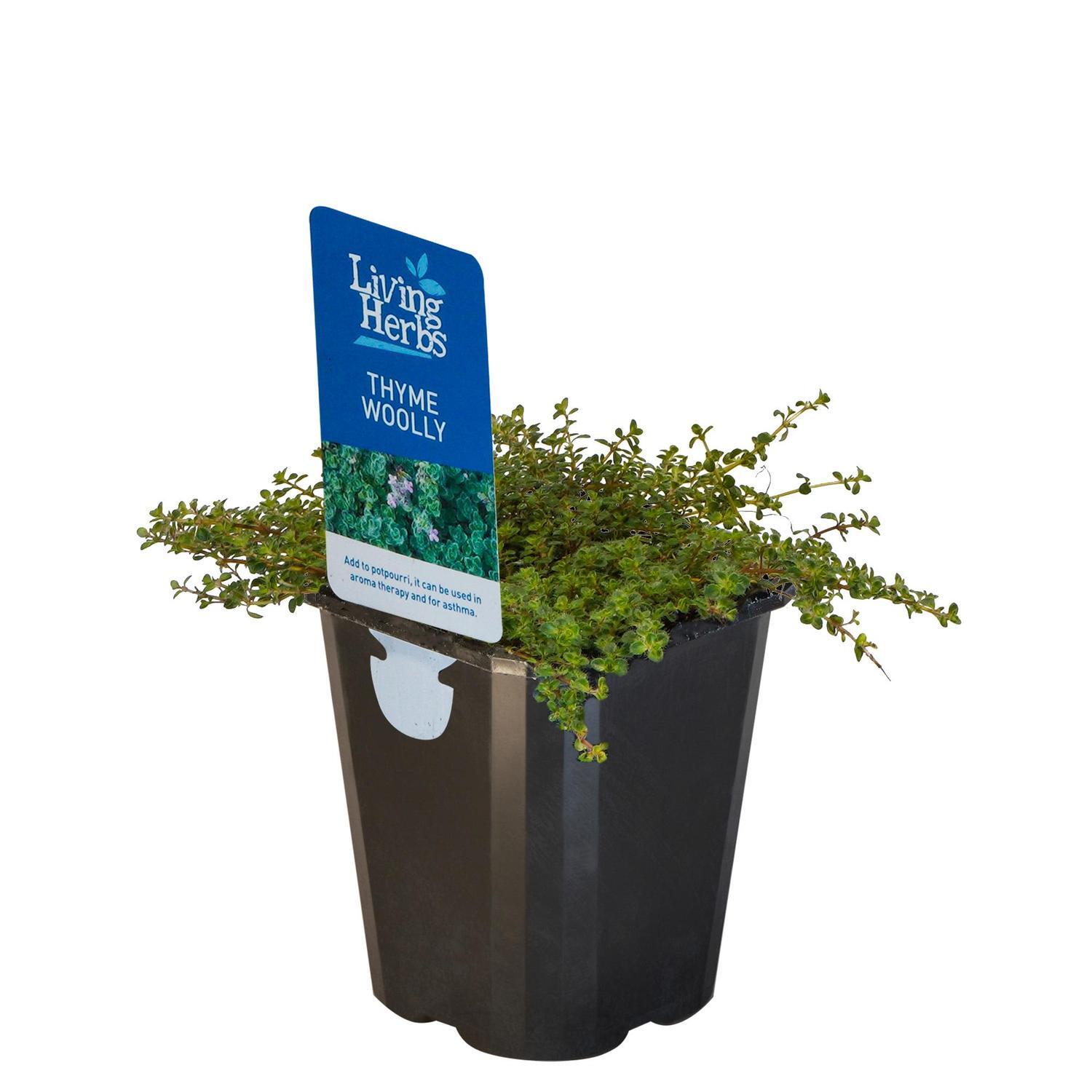 Thyme Woolly