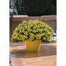 Grandessa Argyranthemum Yellow