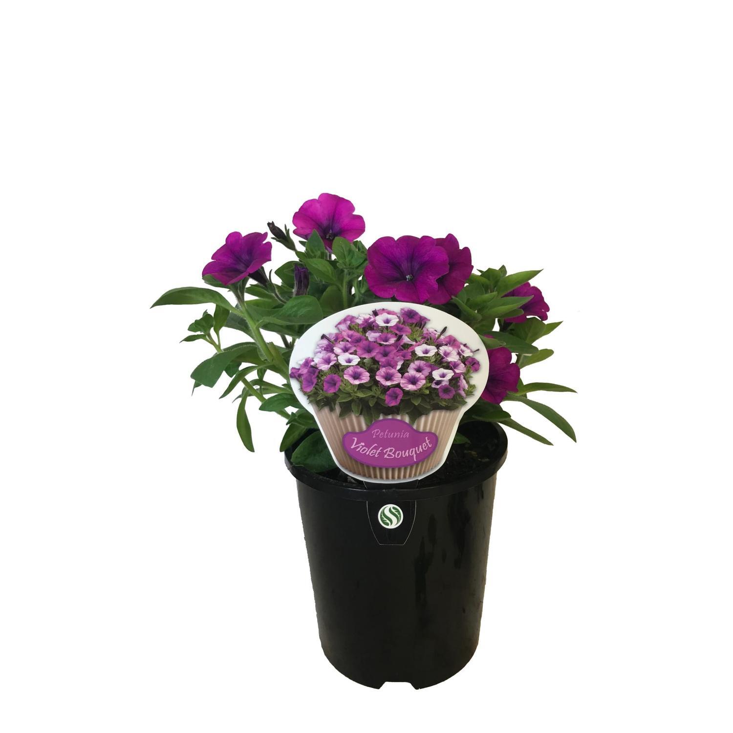 Petunia Violet Bouquet