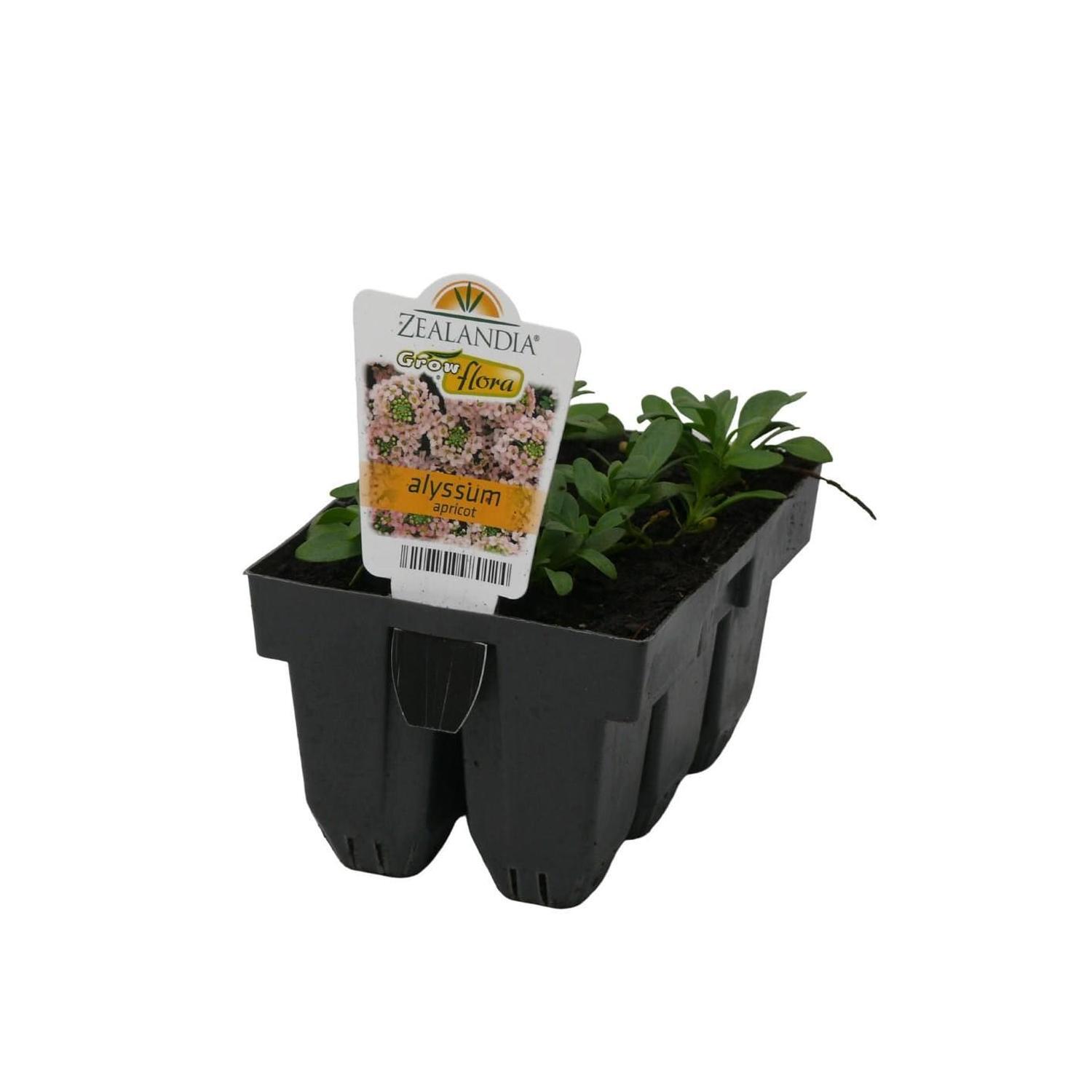 Alyssum