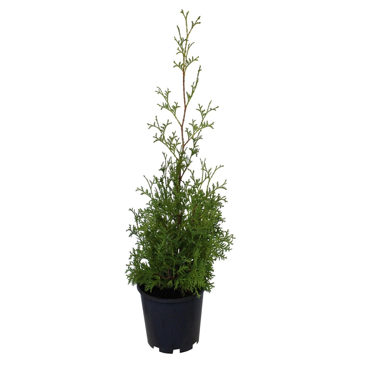 Thuja occidentalis 'Pyramidalis' 3.3 litre