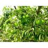 Apple Dwarf Granny Smith