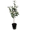 Camellia Japonica Lemon Drop