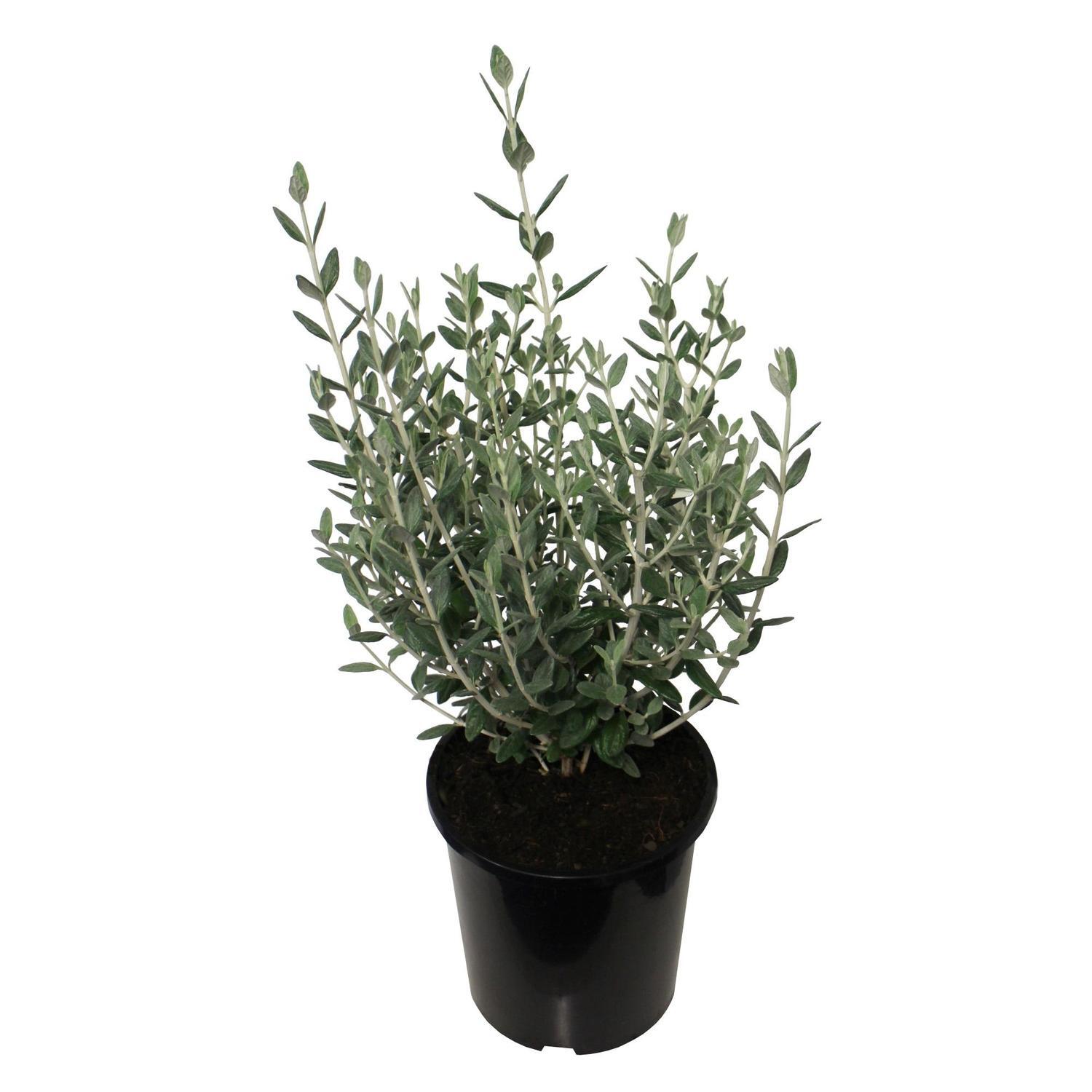 Teucrium Silver Babe