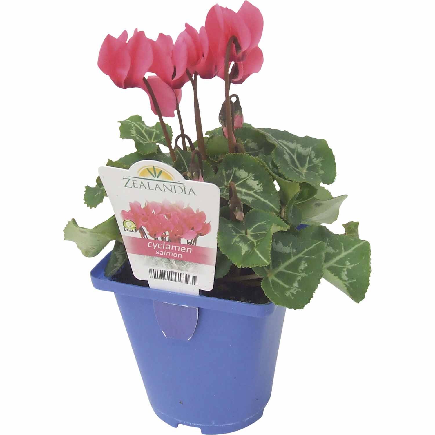 Miniature Cyclamen 'Salmon'