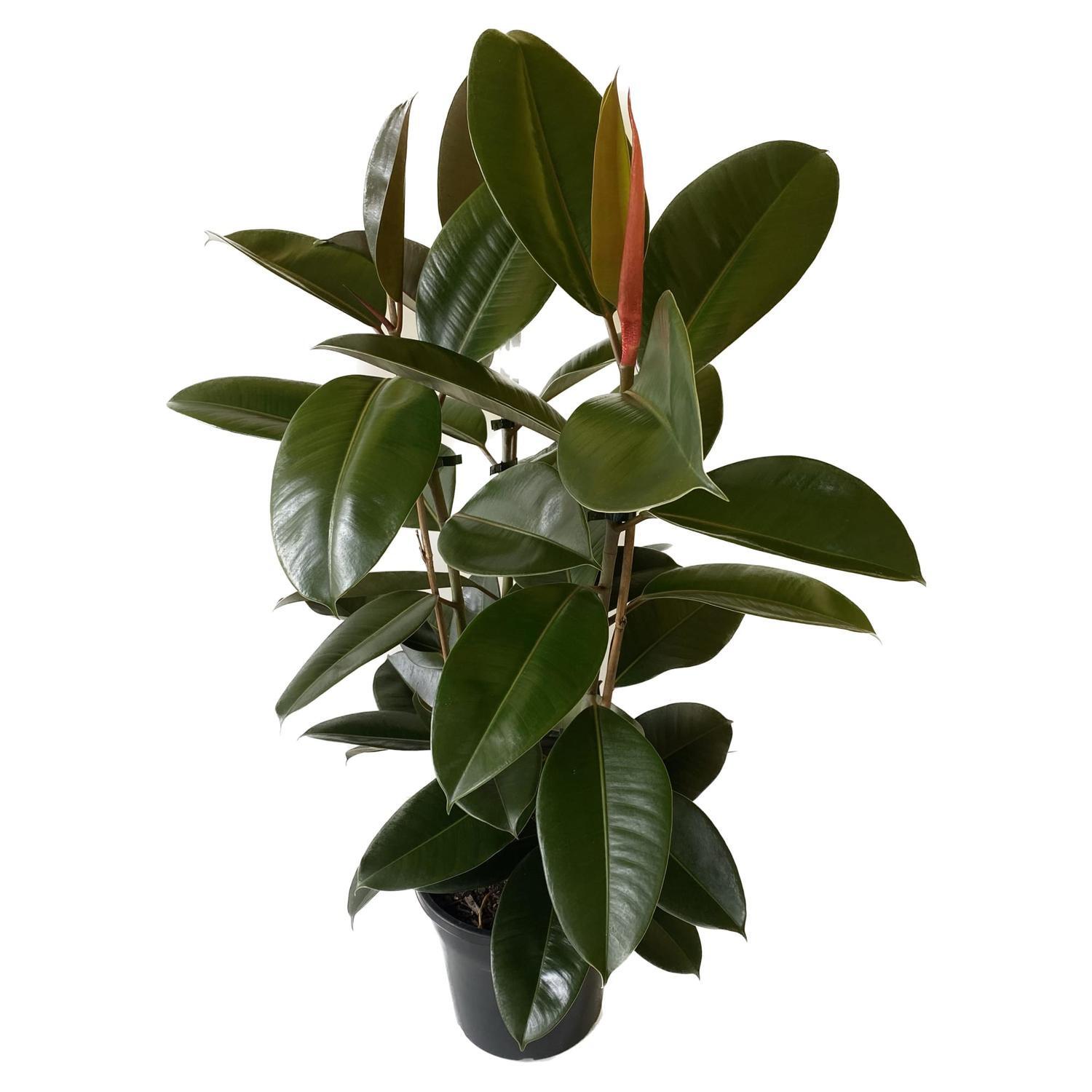 Ficus Robusta 'Rubber Plant' 25cm