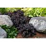 Heuchera 'Black Pearl'