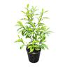 Michelia Figo 'Port Wine Magnolia' 3.3L