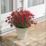 Grandessa Argyranthemum Red