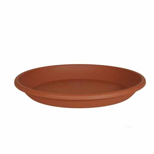 Medea Saucer