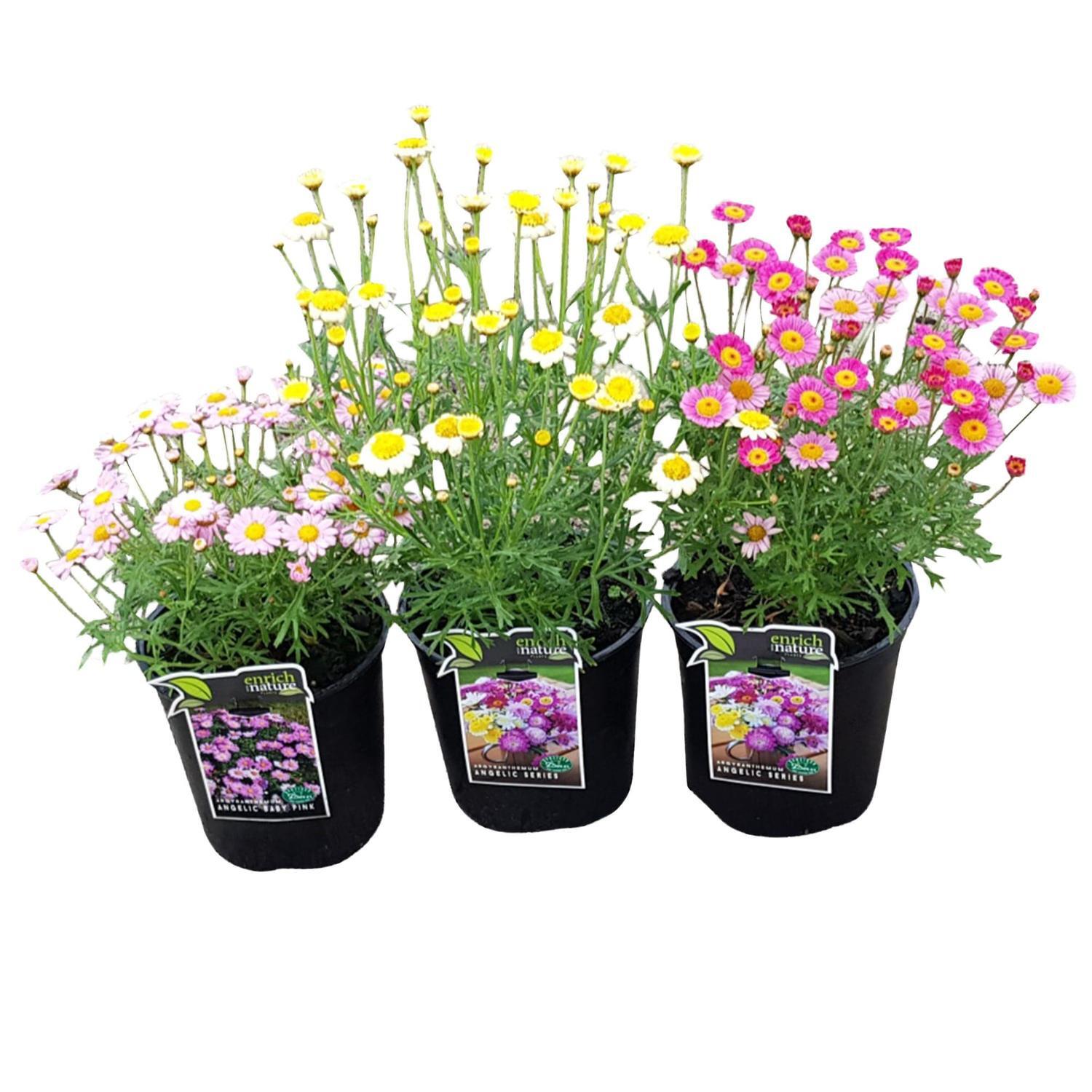 Argyranthemum Angelic