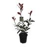 Photinia Red Robin