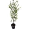 Olea Assorted 10L