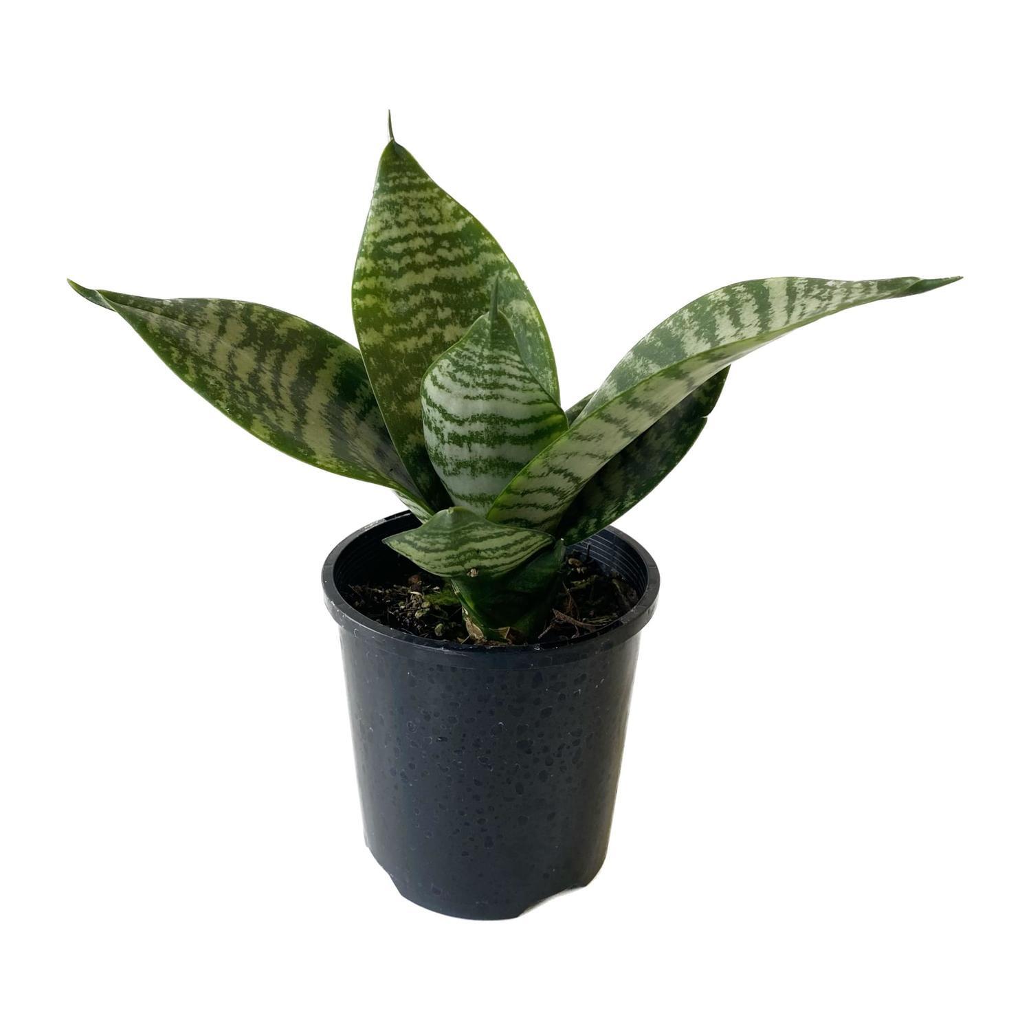 Sansevieria 'Snake Plant' Hahnii  10cm