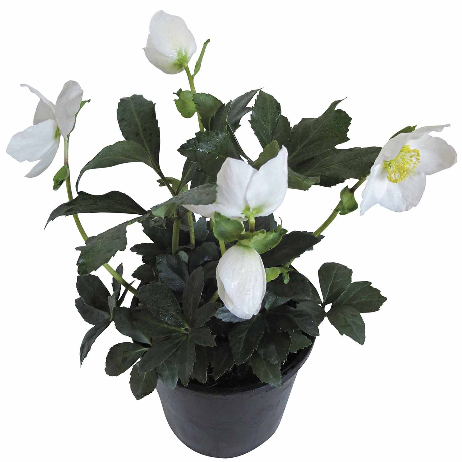 Hellebore Jasper