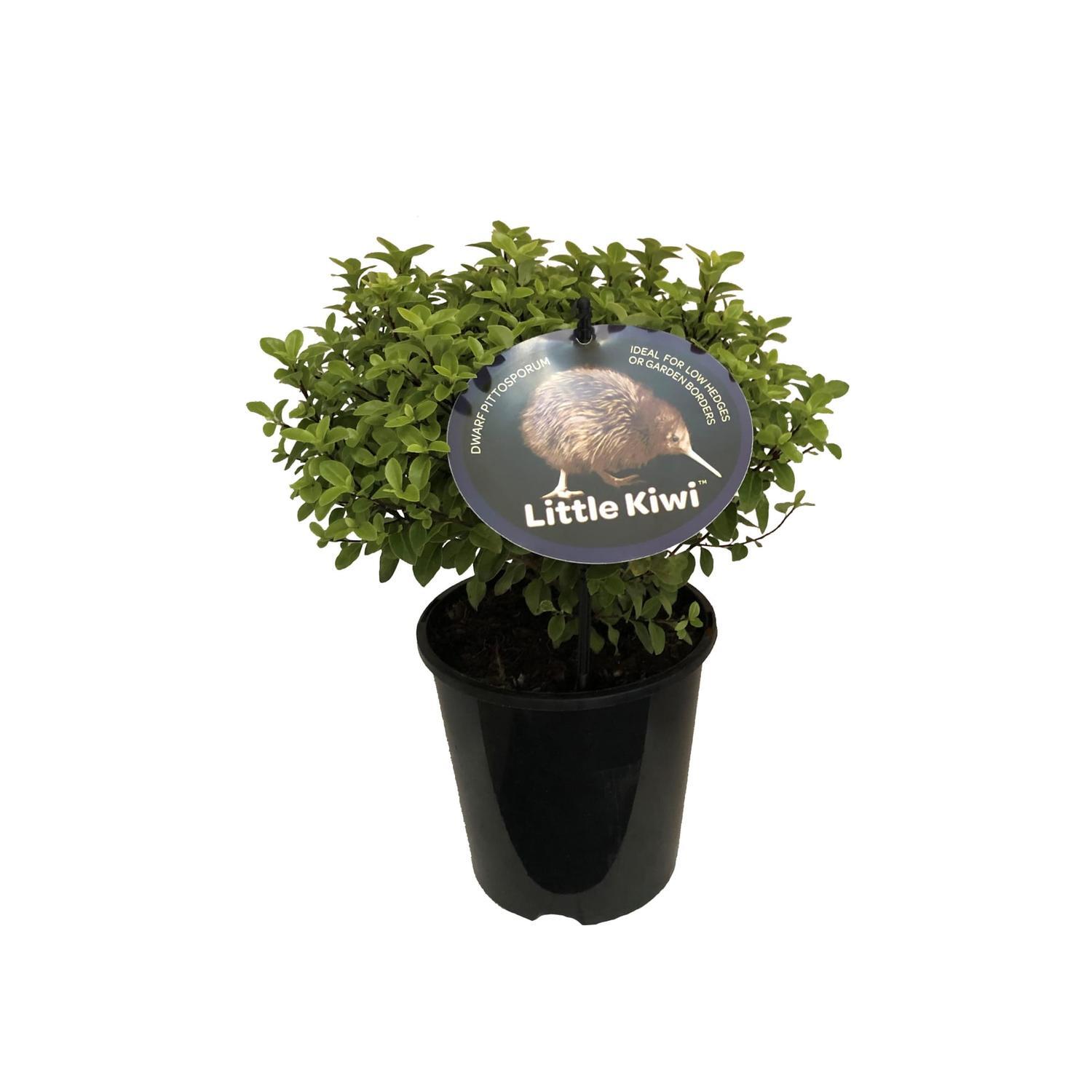Pittosporum Little Kiwi