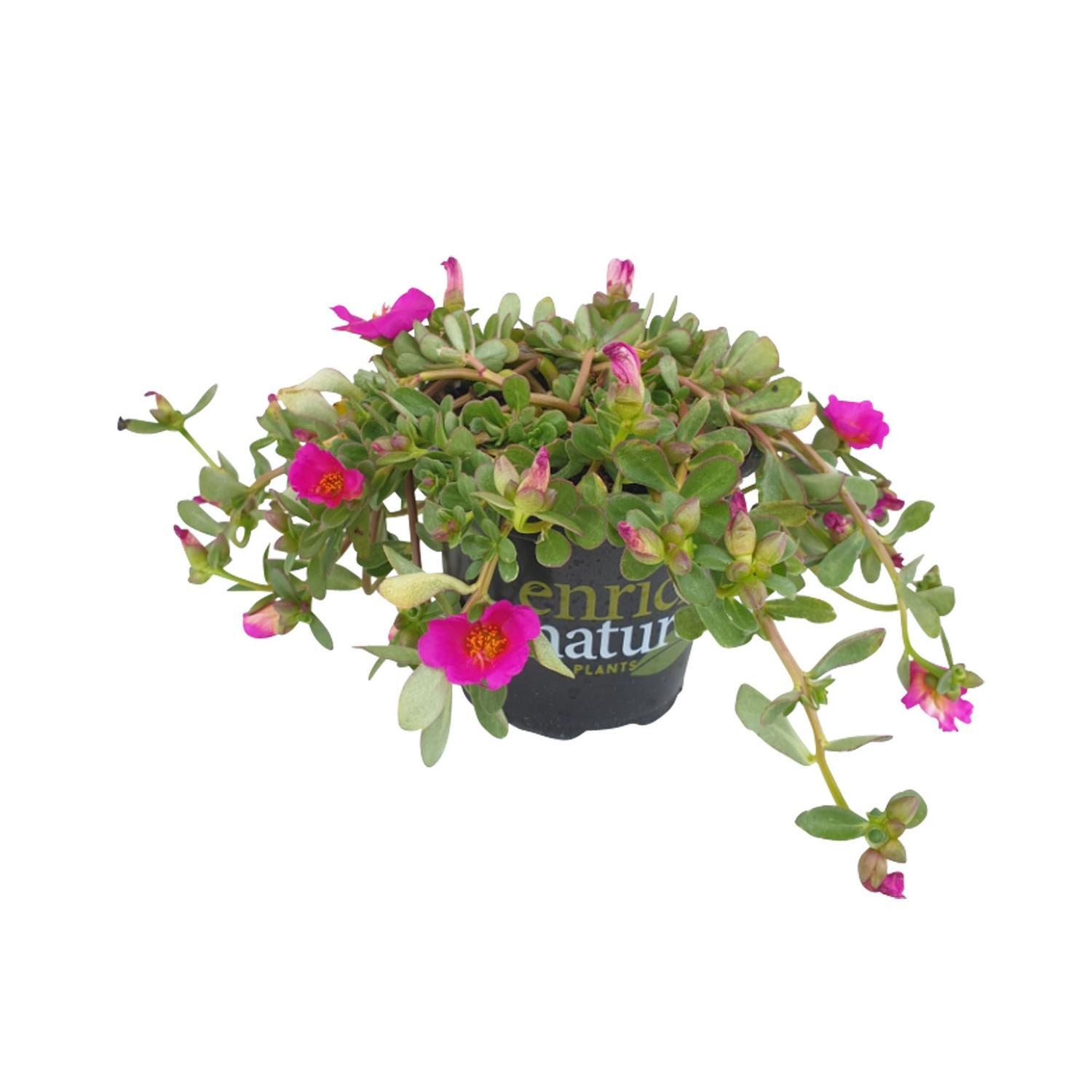 Portulaca Pizzaz Grape Jelly