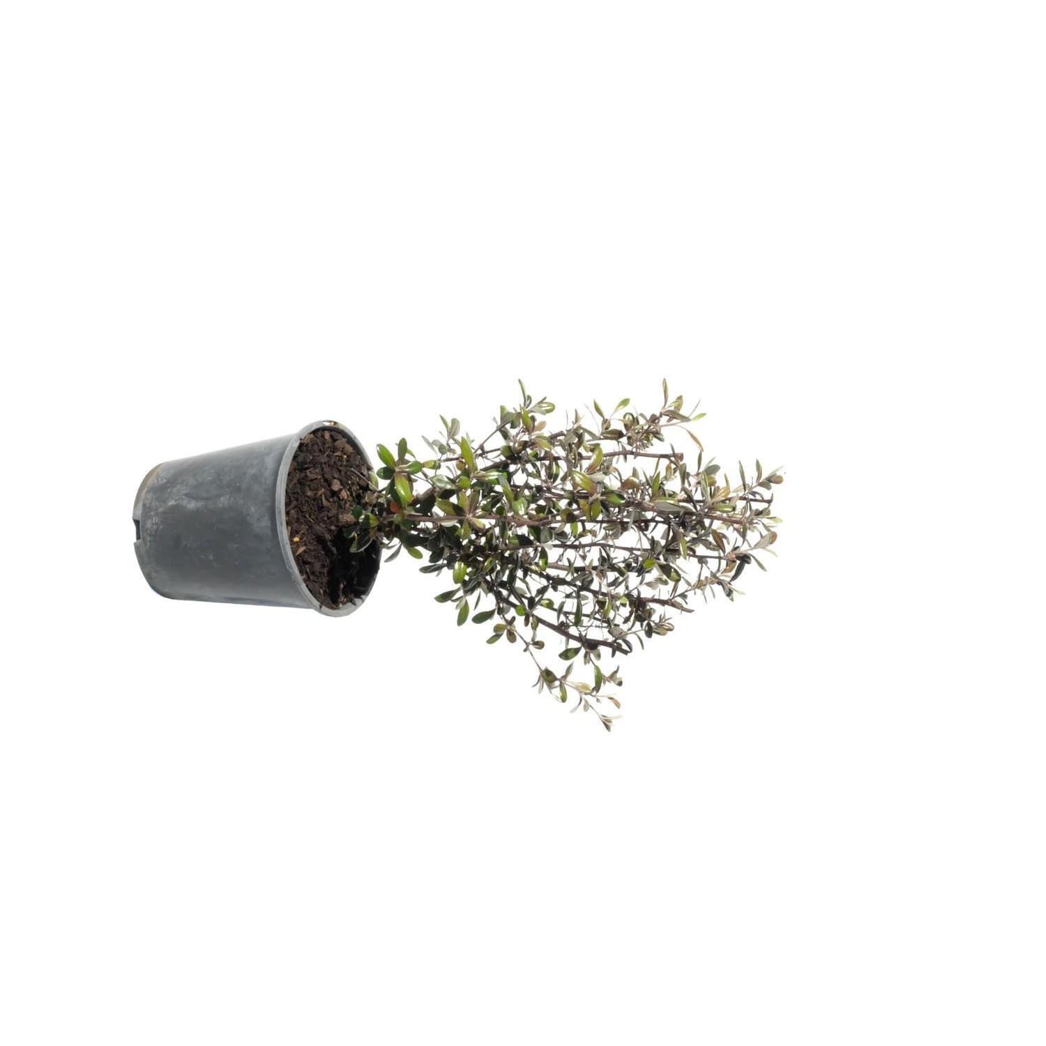 Corokia Frosted Chocolate
