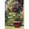 Loropetalum Burgundy Standard