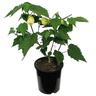 Abutilon Buttermilk 2.5 litre