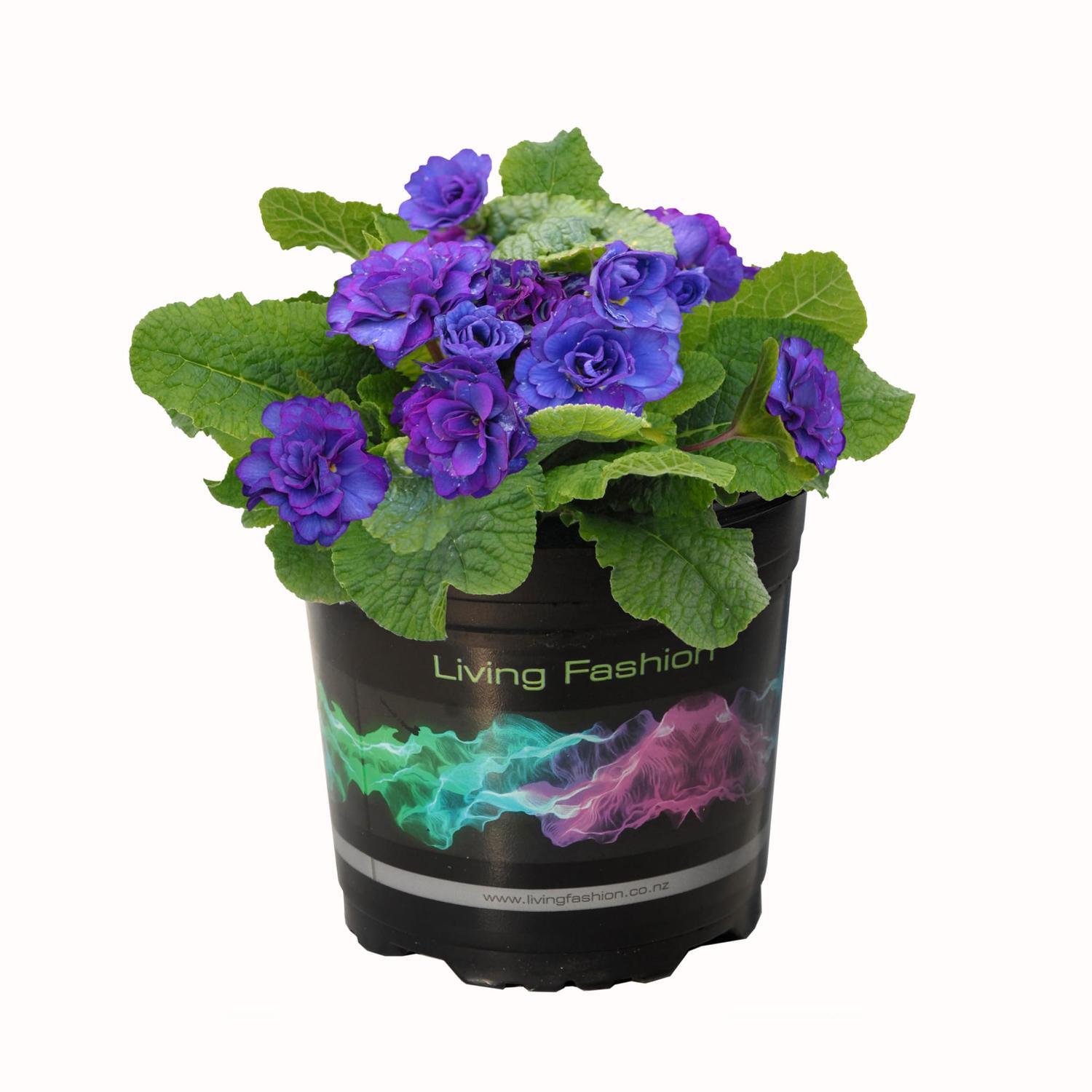 Primula Balerina Cobolt Blue
