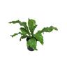 Asplenium Antiquum